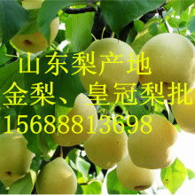 山東莒縣農(nóng)副產(chǎn)品購(gòu)銷處 深耕綠色源頭，傳遞健康滋味