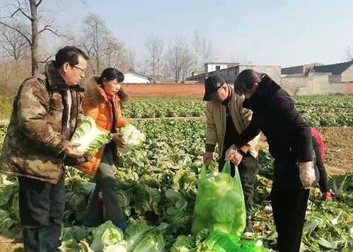 從駐村到“帶貨” 魯山工作隊員變身銷售員，讓群眾農副產品銷路不再愁